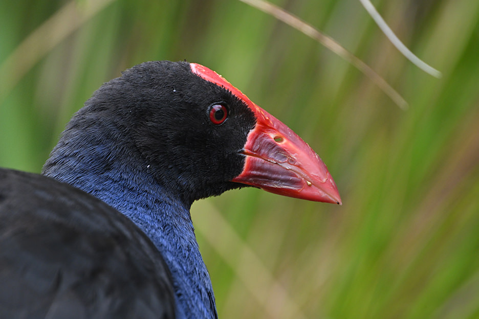 NIKKOR Z 800mm f/6.3 VR S 02