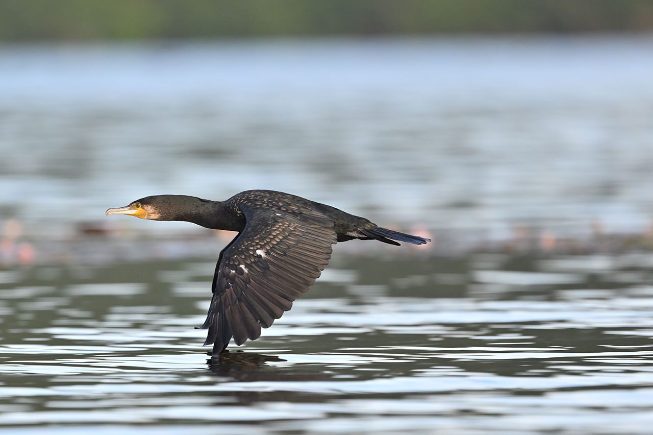 NIKKOR Z 800mm f/6.3 VR S - 撮影サンプル | NIKKORレンズ | ニコン