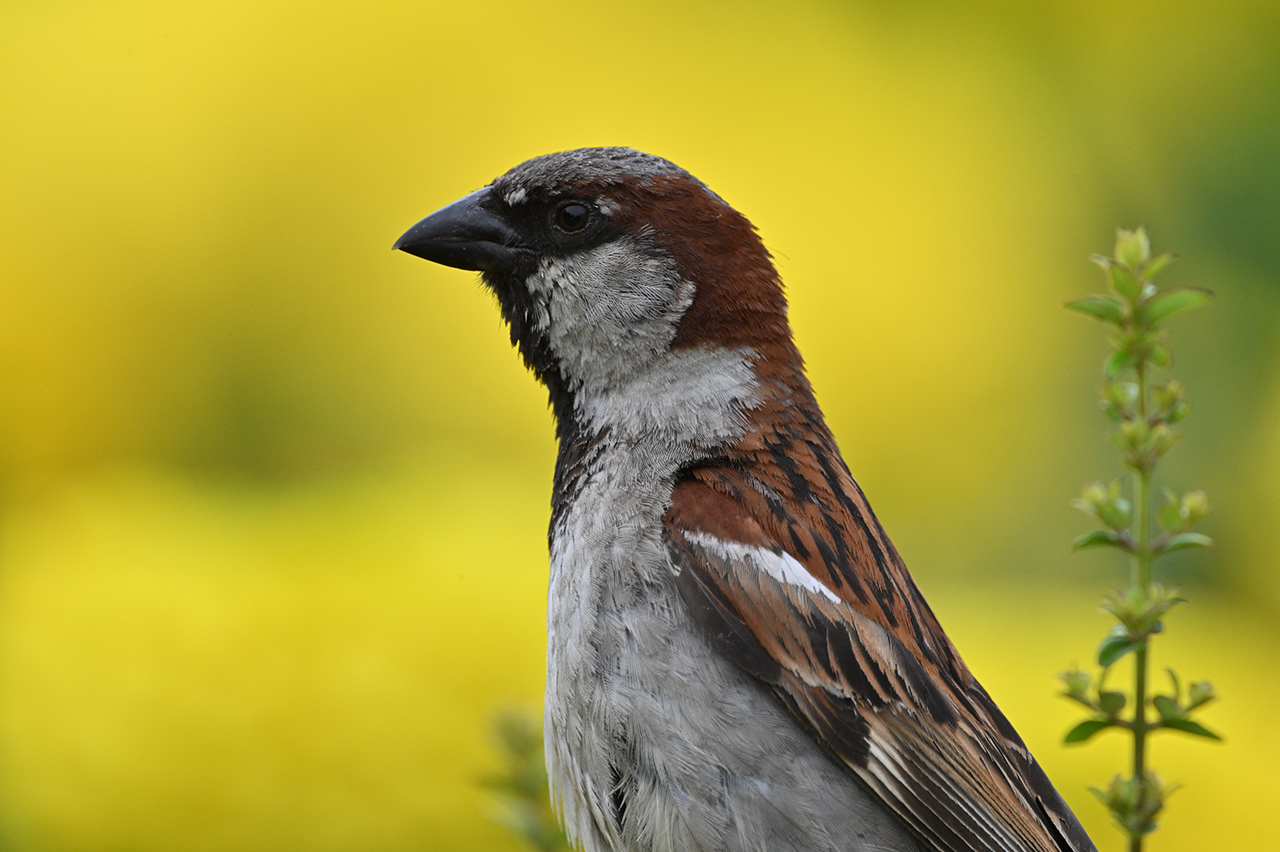 NIKKOR Z 800mm f/6.3 VR S - 撮影サンプル | NIKKORレンズ | ニコン