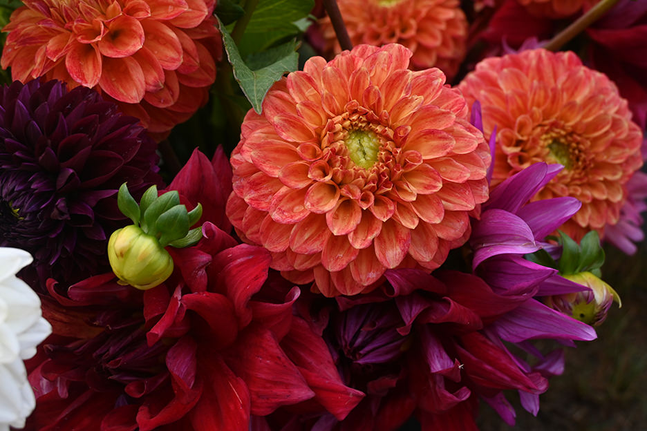 NIKKOR Z DX 16-50mm f/3.5-6.3 VR 05