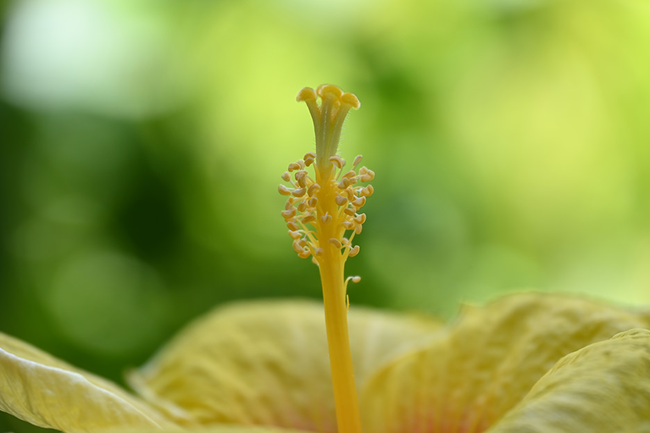 NIKKOR Z DX 18-140mm f/3.5-6.3 VR 03