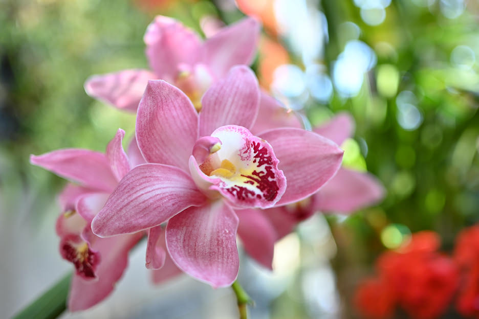 NIKKOR Z DX 24mm f/1.7 01
