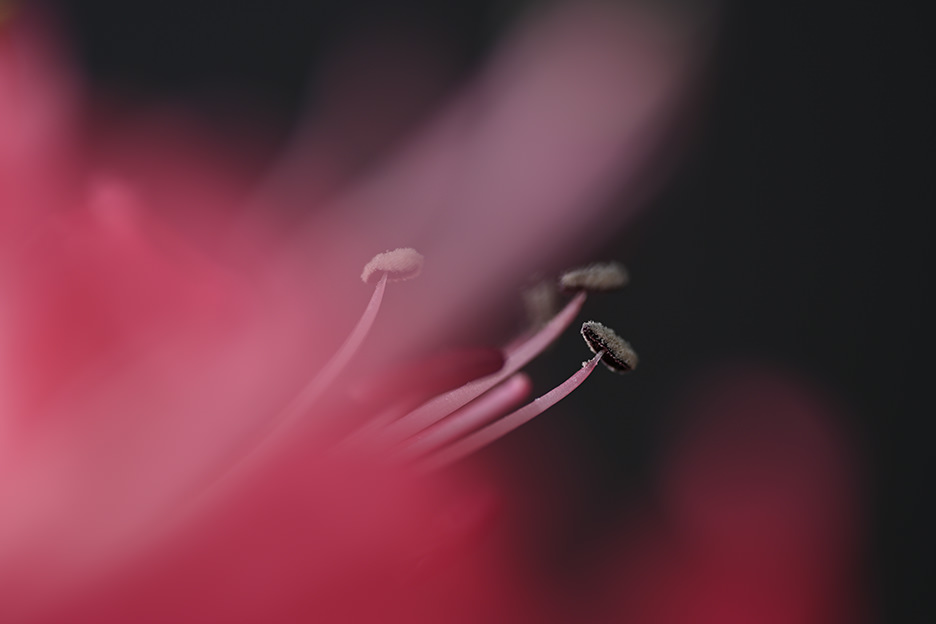 NIKKOR Z MC 105mm f/2.8 VR S 02