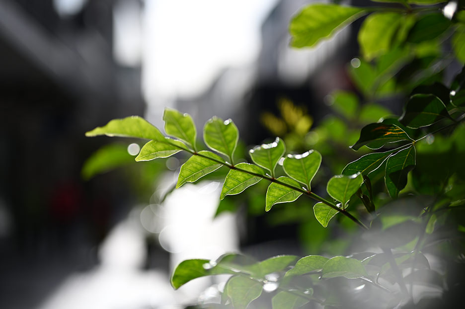 NIKKOR Z MC 50mm f/2.8 04
