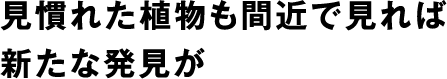 見慣れた植物も間近で見れば新たな発見が