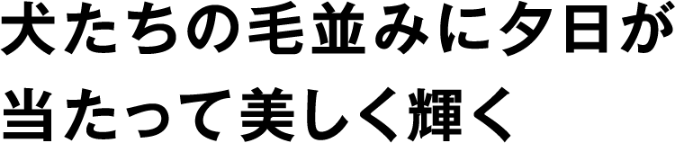 横たわる犬の毛並みに、夕日が当たって美しく輝く