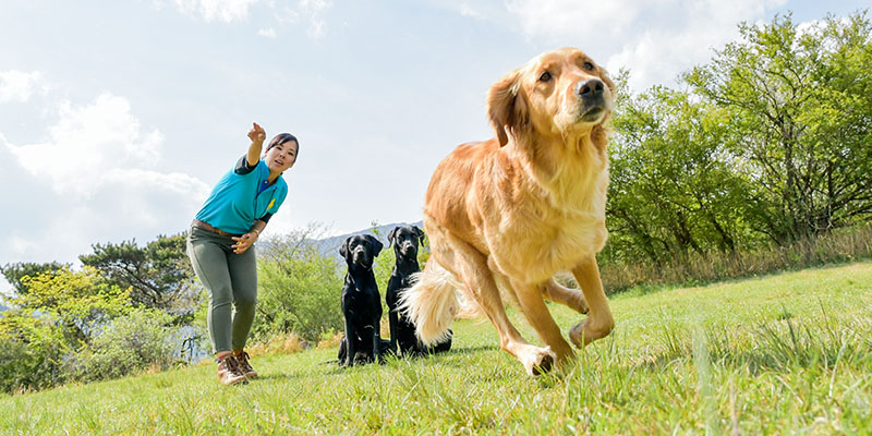 Dogsport Photo