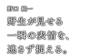 野口 純一 野生が見せる一瞬の表情を、逃さず捉える。