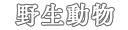 野生動物