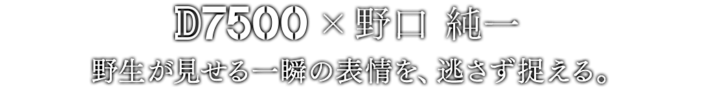 D7500×野口 純一 野生が見せる一瞬の表情を、逃さず捉える。