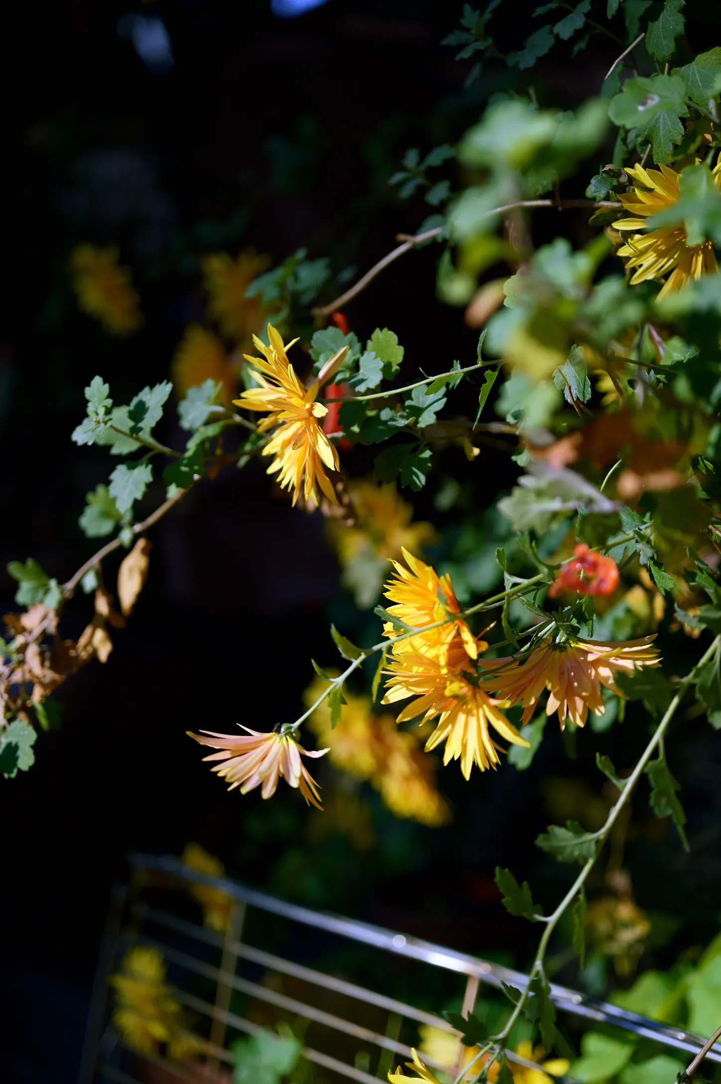 Photo: Green & Cyan 01b 3