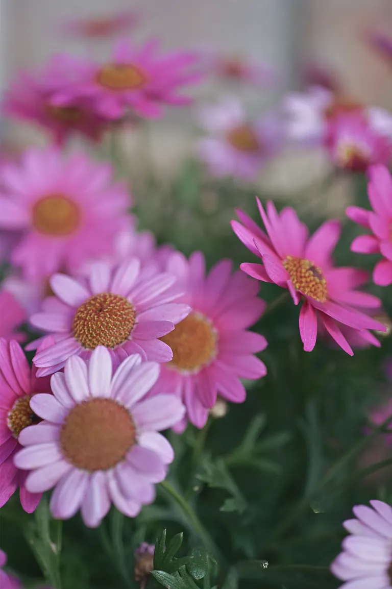 Photo: Rose Old Film 3