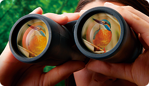 倍率は森林では8〜10倍、湖沼や干潟では8〜12倍がおすすめ！