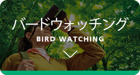バードウォッチング