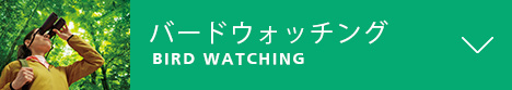 バードウォッチング