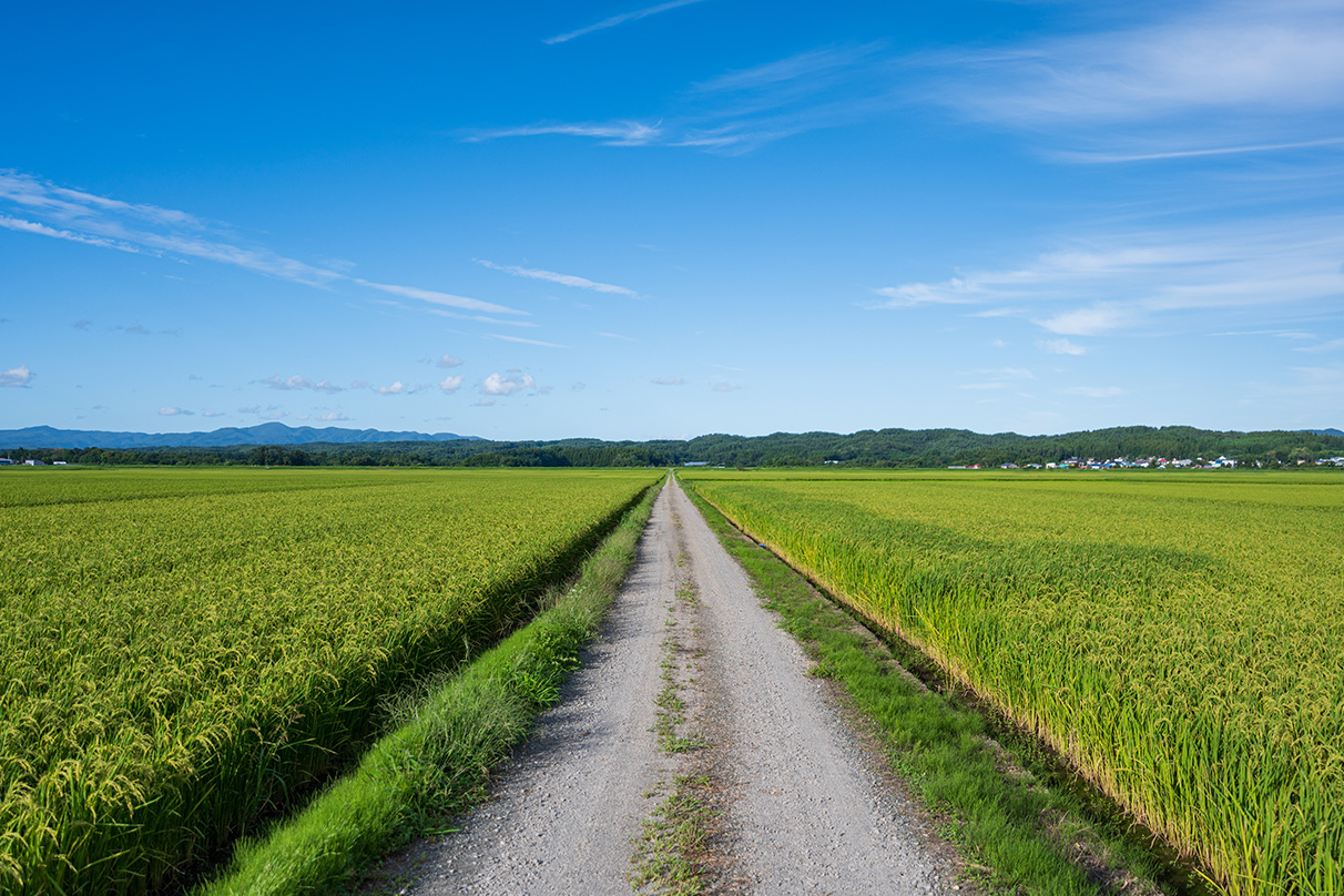 Shintaro Tsushima×NIKKOR Z 17-28mm f/2.8作品