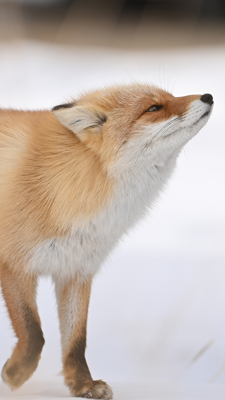 半田 菜摘×NIKKOR Z 180-600mm f/5.6-6.3 VR作品