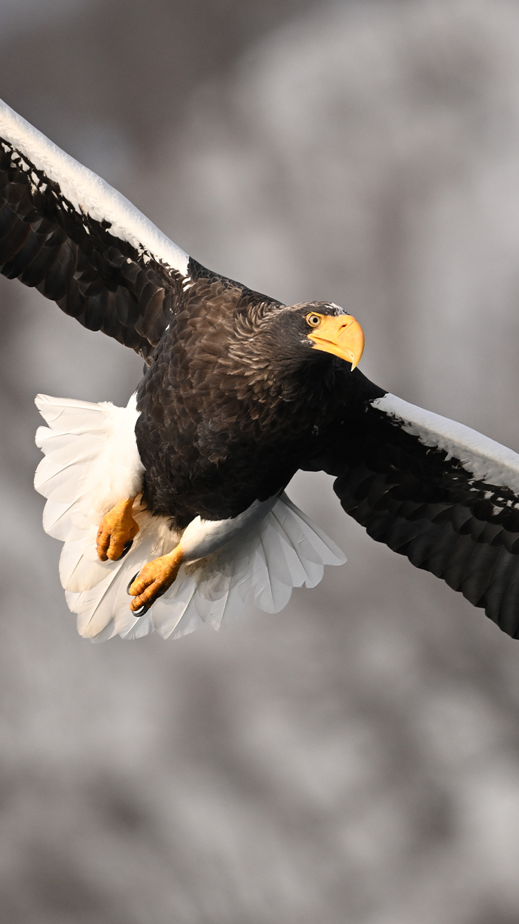半田 菜摘×NIKKOR Z 180-600mm f/5.6-6.3 VR作品
