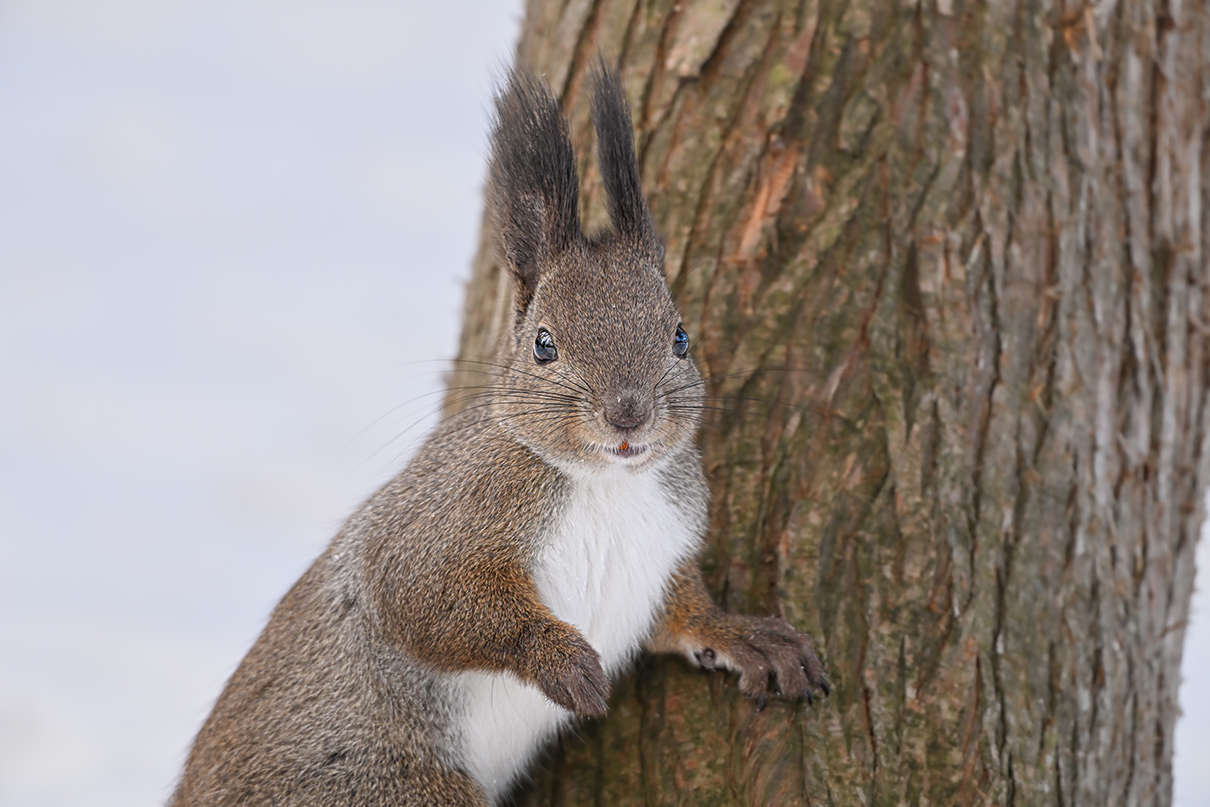 半田 菜摘×NIKKOR Z 180-600mm f/5.6-6.3 VR作品