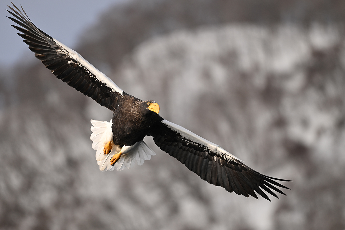 半田 菜摘×NIKKOR Z 180-600mm f/5.6-6.3 VR作品