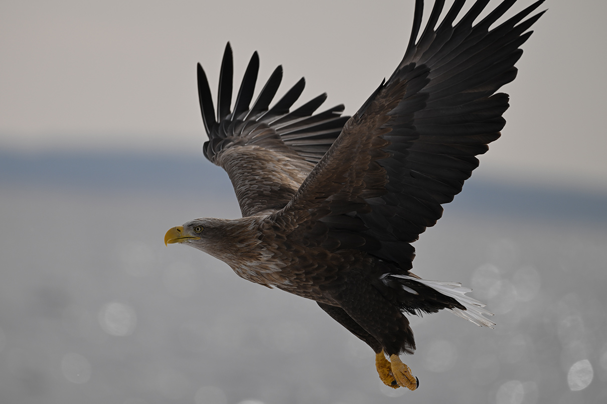 半田 菜摘×NIKKOR Z 180-600mm f/5.6-6.3 VR作品