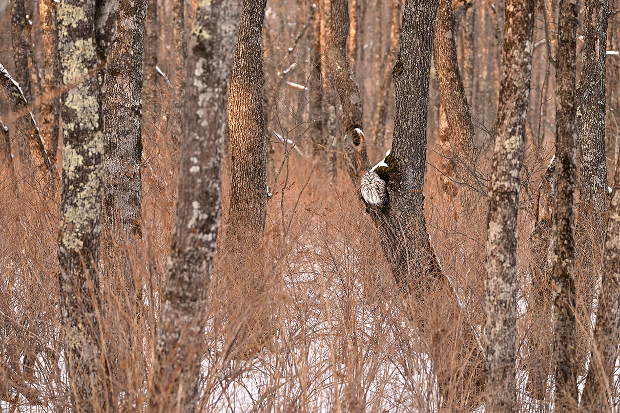 半田 菜摘×NIKKOR Z 180-600mm f/5.6-6.3 VR作品