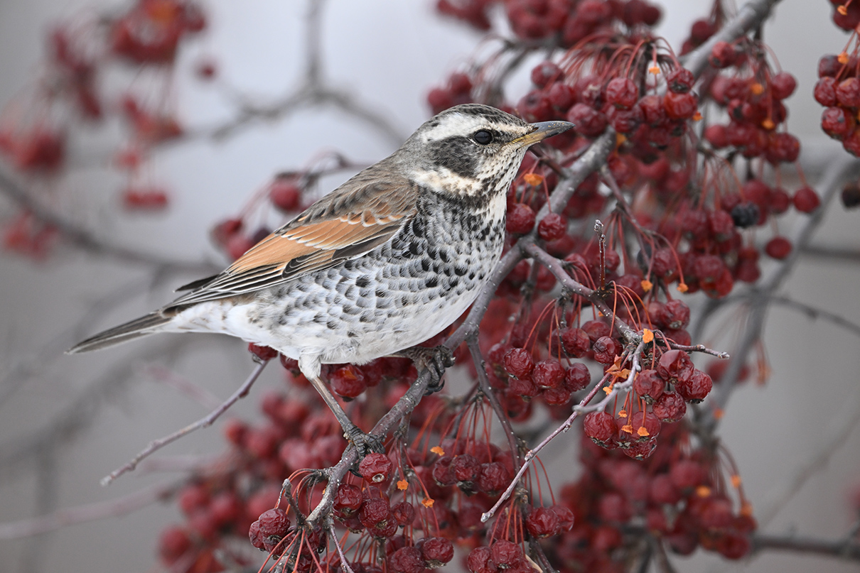 半田 菜摘×NIKKOR Z 180-600mm f/5.6-6.3 VR作品