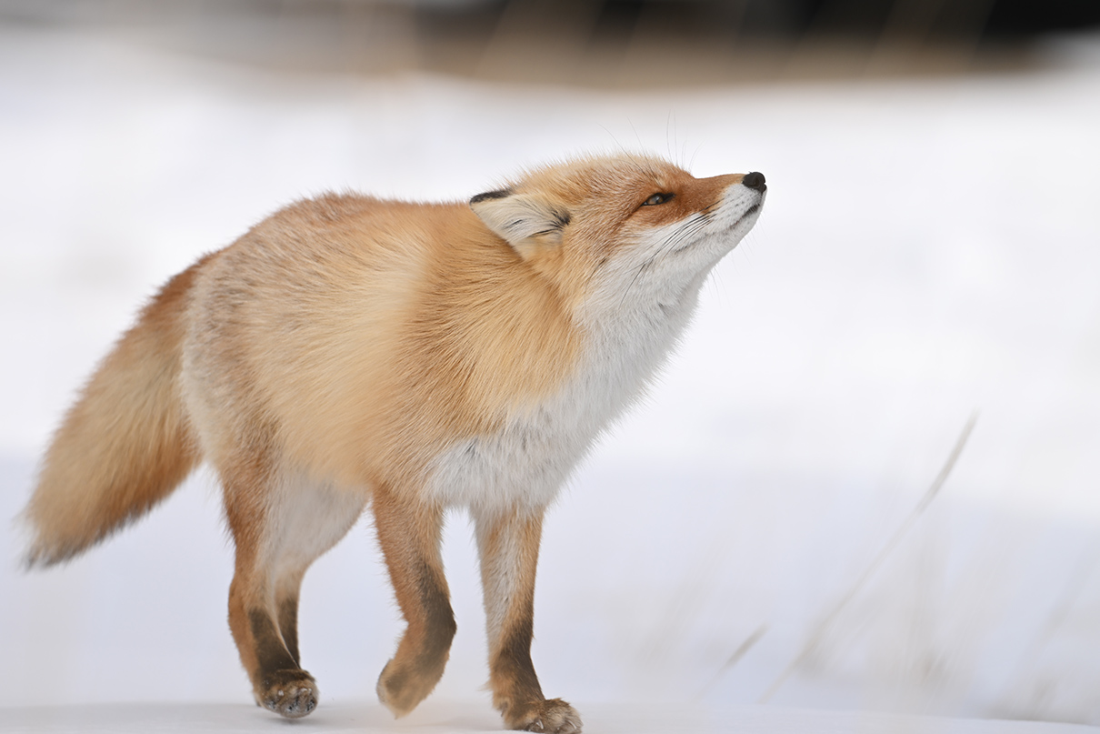 半田 菜摘×NIKKOR Z 180-600mm f/5.6-6.3 VR作品