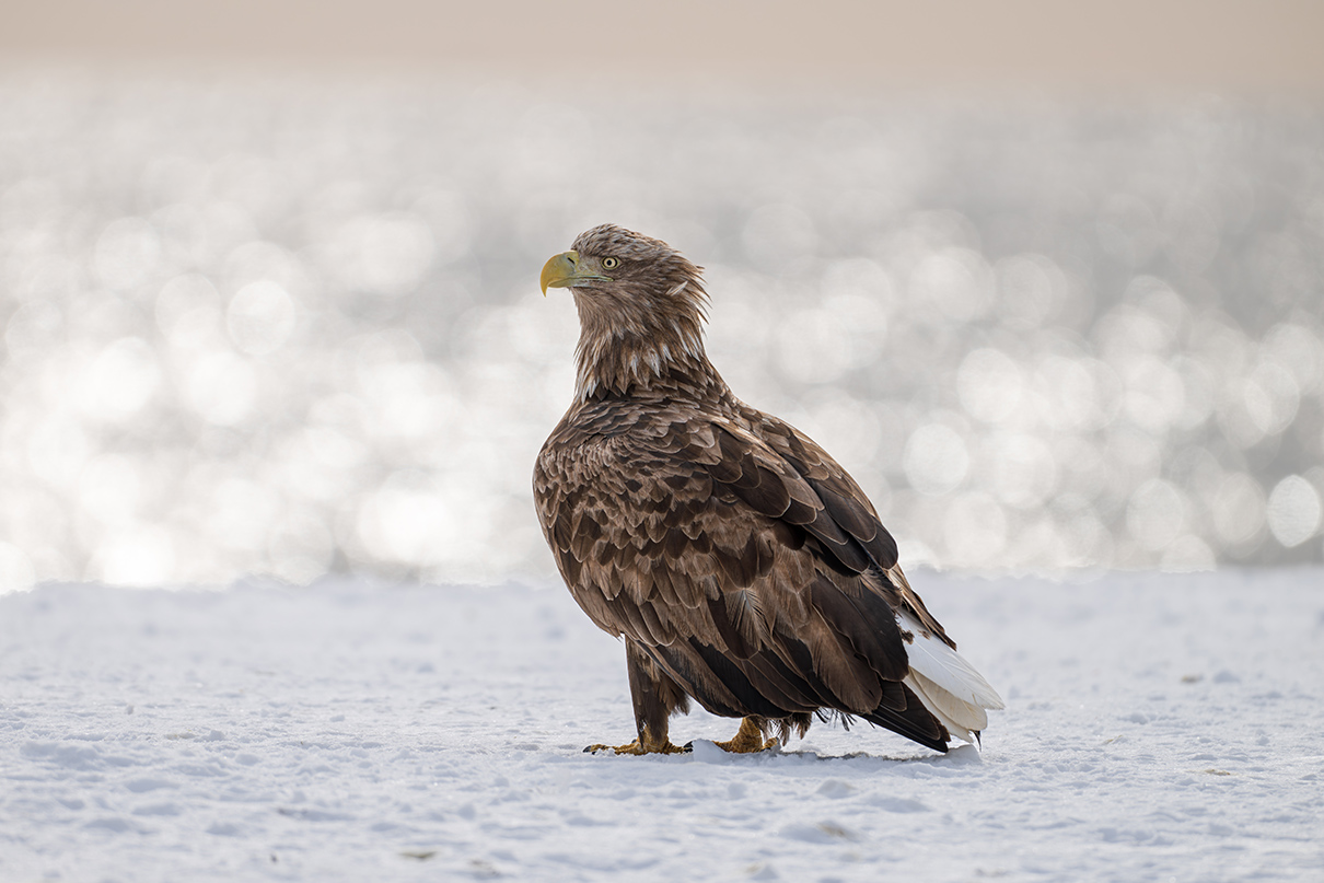 半田 菜摘×NIKKOR Z 180-600mm f/5.6-6.3 VR作品
