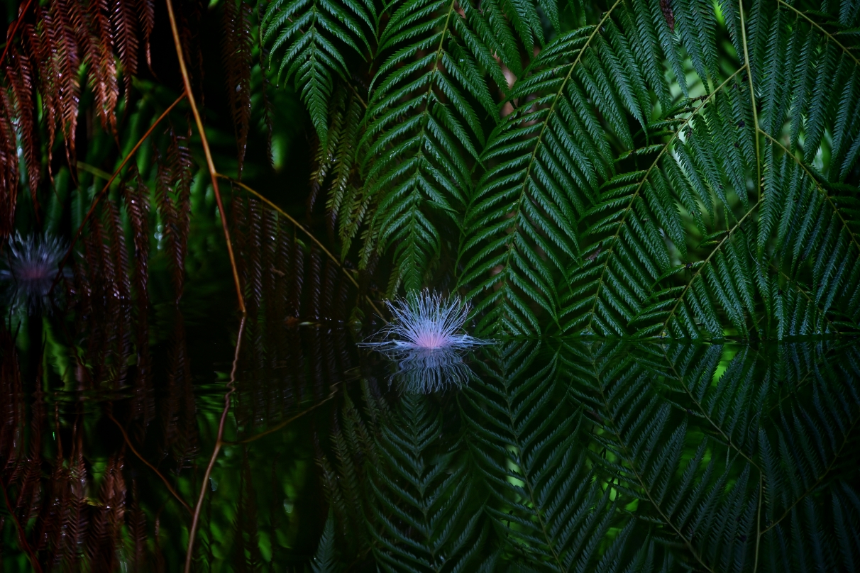 星野 佑佳×NIKKOR Z 24-200mm f/4-6.3 VR作品