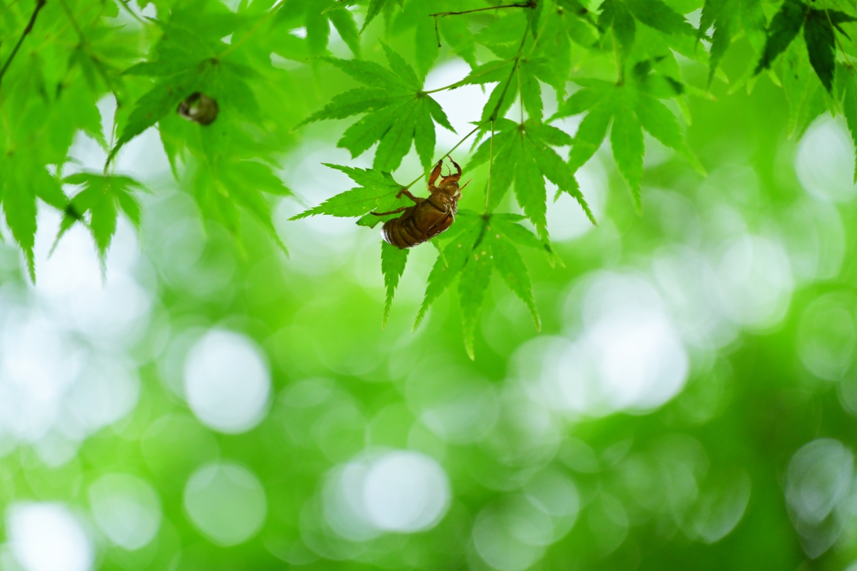 星野 佑佳×NIKKOR Z 24-200mm f/4-6.3 VR作品