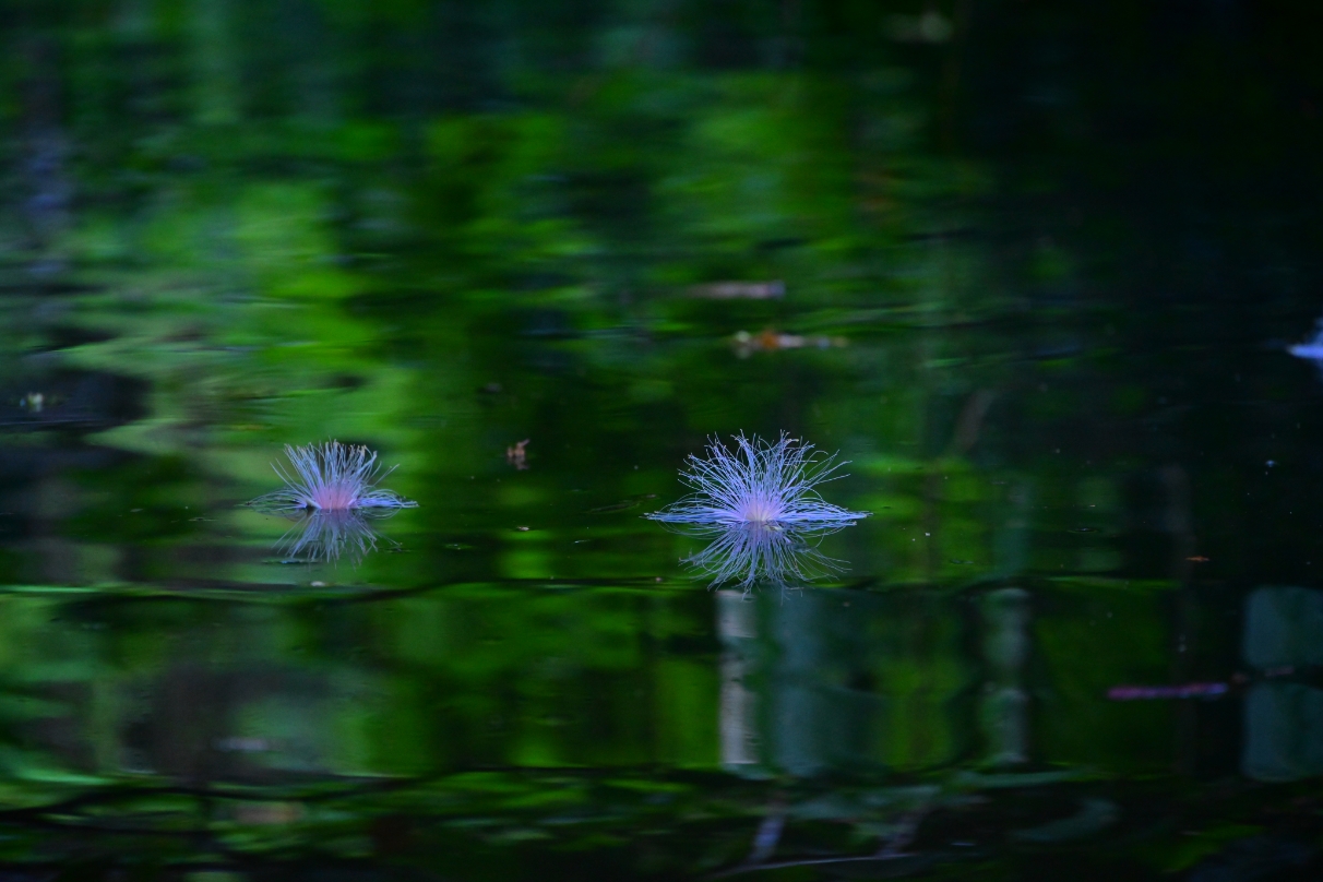 星野 佑佳×NIKKOR Z 24-200mm f/4-6.3 VR作品