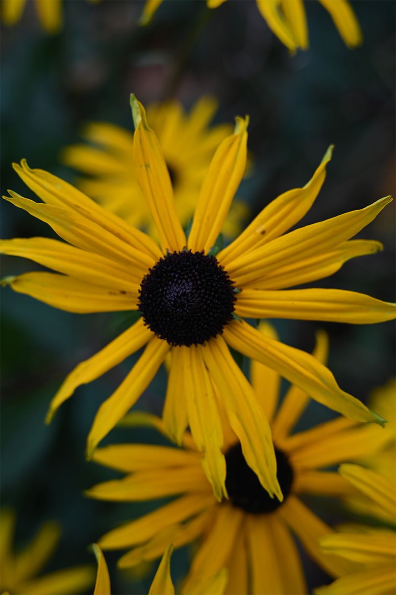 Ben Moore×NIKKOR Z 26mm f/2.8作品