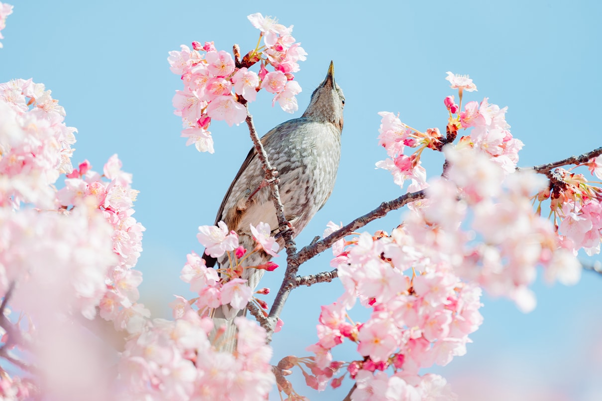 Yuri×NIKKOR Z 28-400mm f/4-8 VR作品