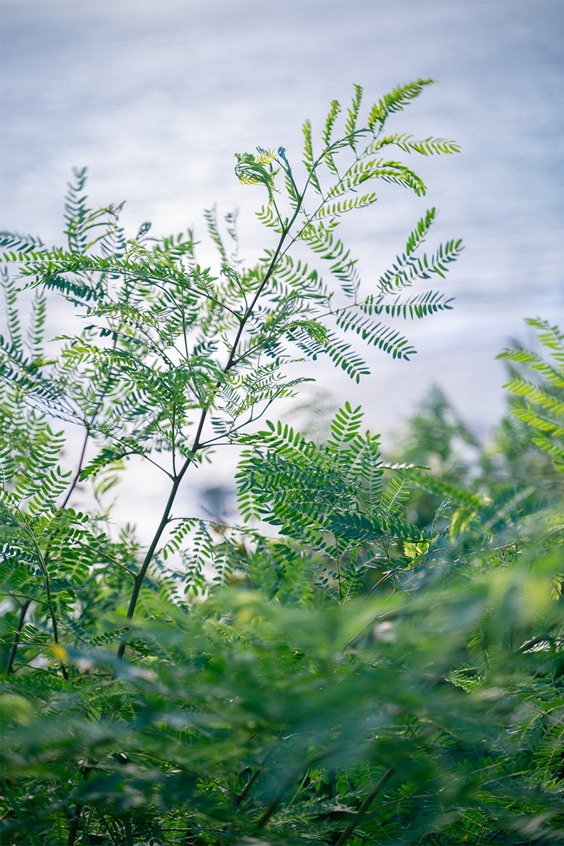 伊佐 知美×NIKKOR Z 28-75mm f/2.8作品