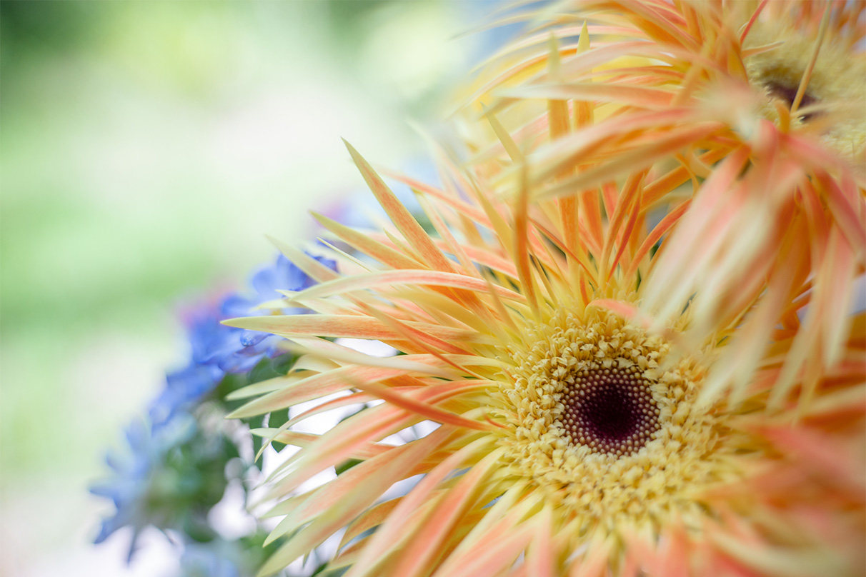 伊佐 知美×NIKKOR Z 28-75mm f/2.8作品