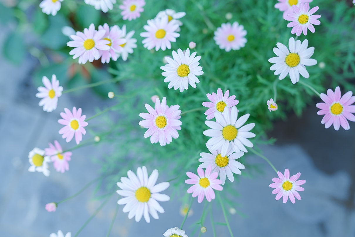 櫻子×NIKKOR Z 35mm f/1.4作品