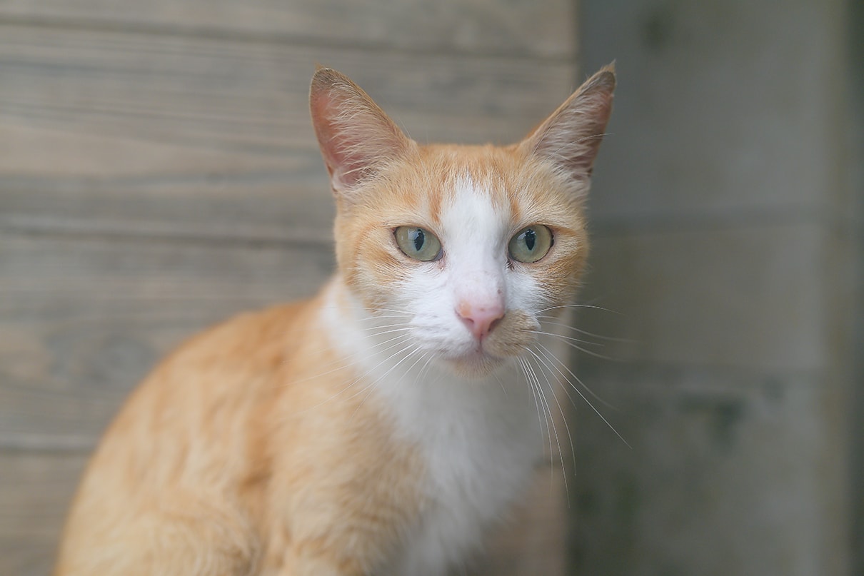 櫻子×NIKKOR Z 35mm f/1.4作品