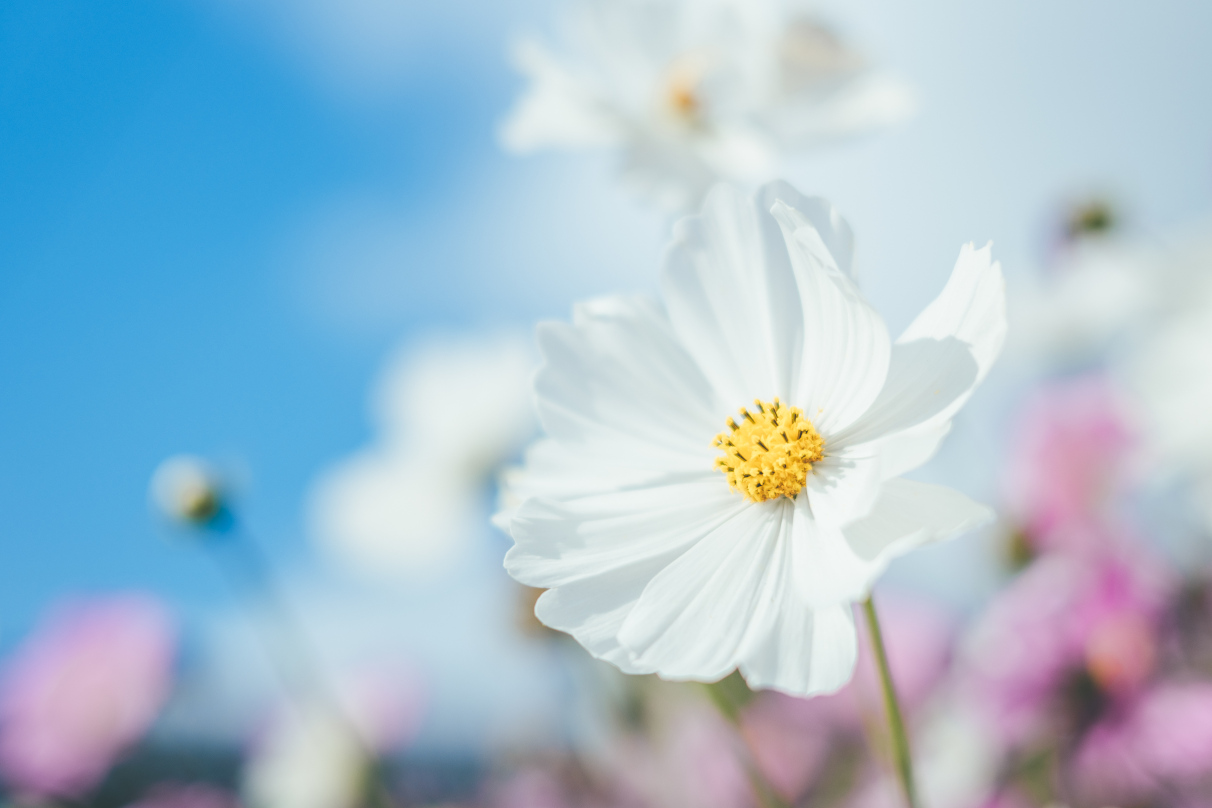 jyota tomonori×NIKKOR Z 40mm f/2（SE）作品