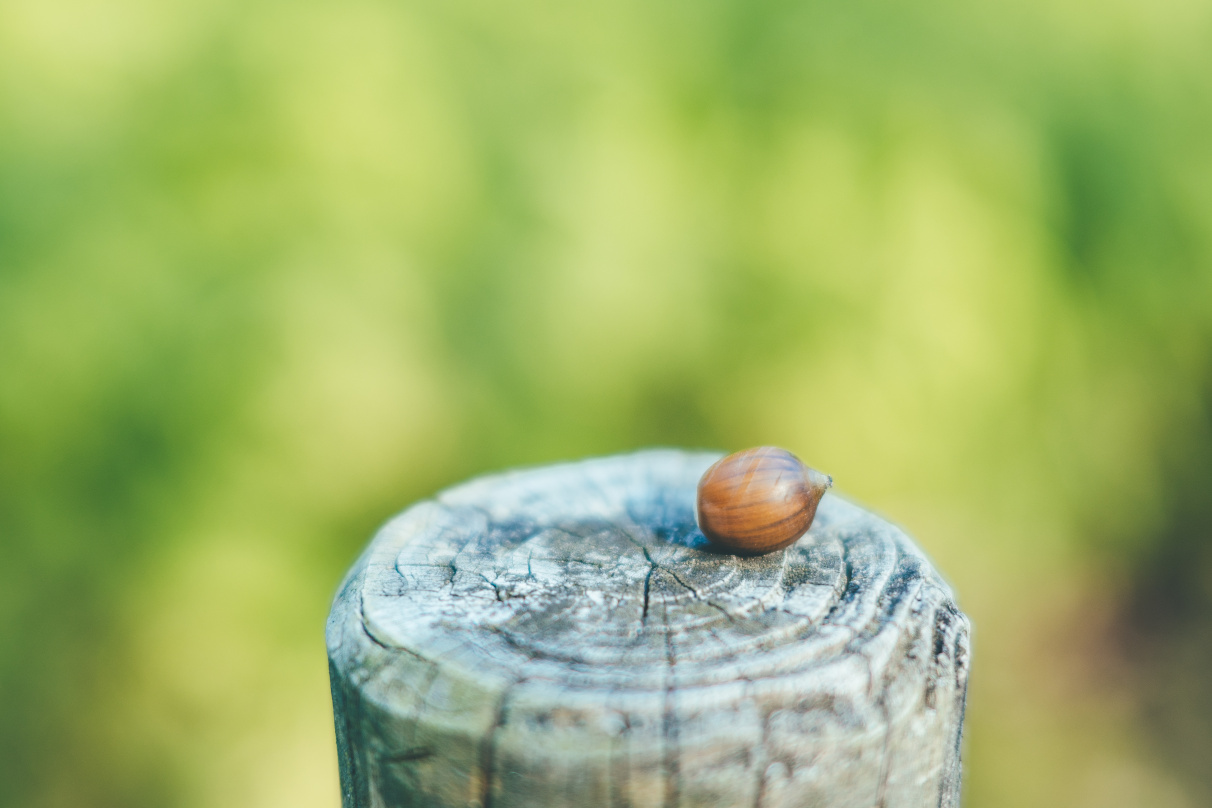 jyota tomonori×NIKKOR Z 40mm f/2（SE）作品