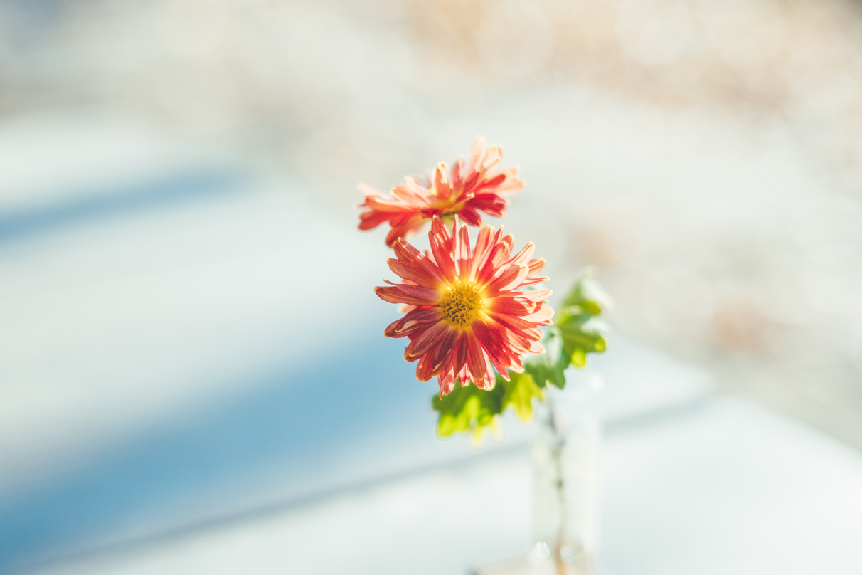 jyota tomonori×NIKKOR Z 40mm f/2（SE）作品