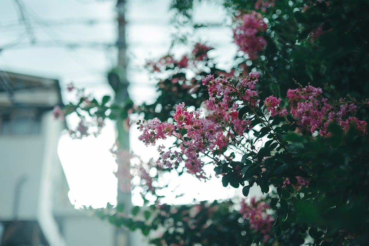 軍司 拓実×NIKKOR Z 50mm f/1.4作品