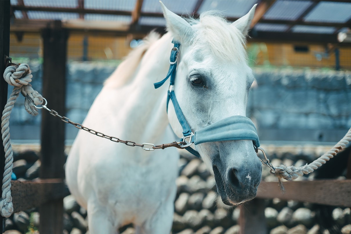 軍司 拓実×NIKKOR Z 50mm f/1.4作品