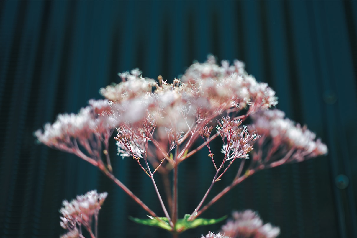 軍司 拓実×NIKKOR Z 50mm f/1.4作品