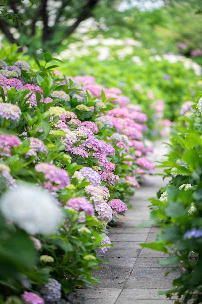 Atsushi Kobayashi×NIKKOR Z 70-180mm f/2.8作品