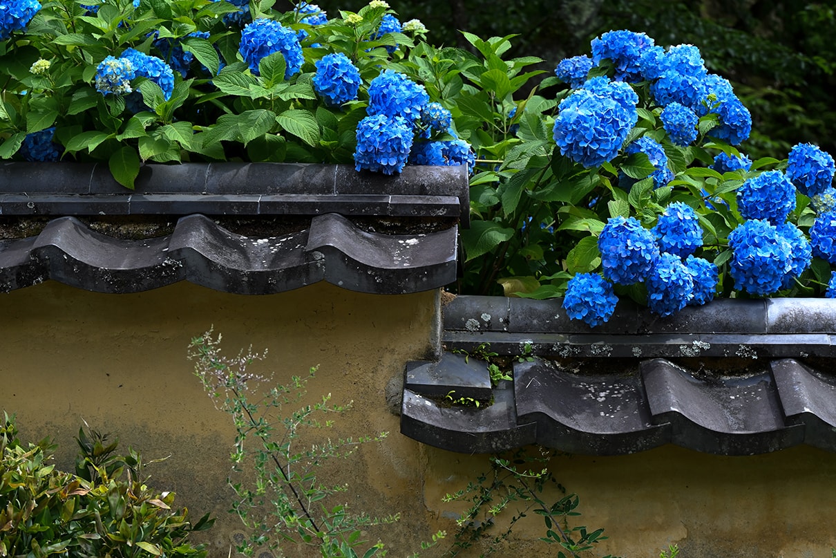 NAMIKO×NIKKOR Z 70-180mm f/2.8作品