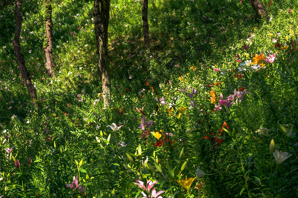 NAMIKO×NIKKOR Z 70-180mm f/2.8作品