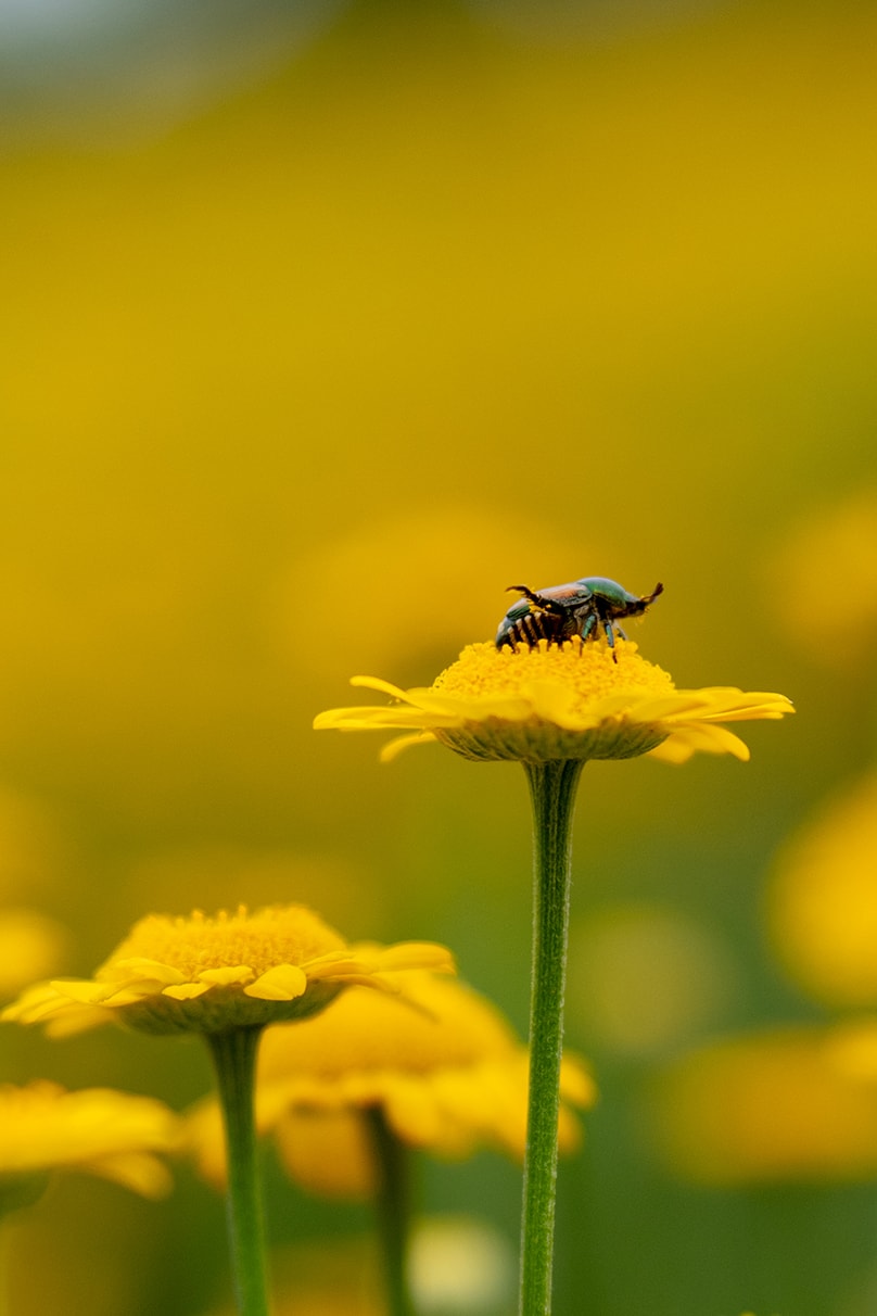 NAMIKO×NIKKOR Z 70-180mm f/2.8作品
