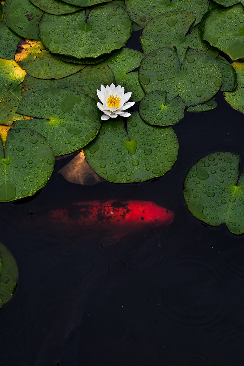 NAMIKO×NIKKOR Z 70-180mm f/2.8作品