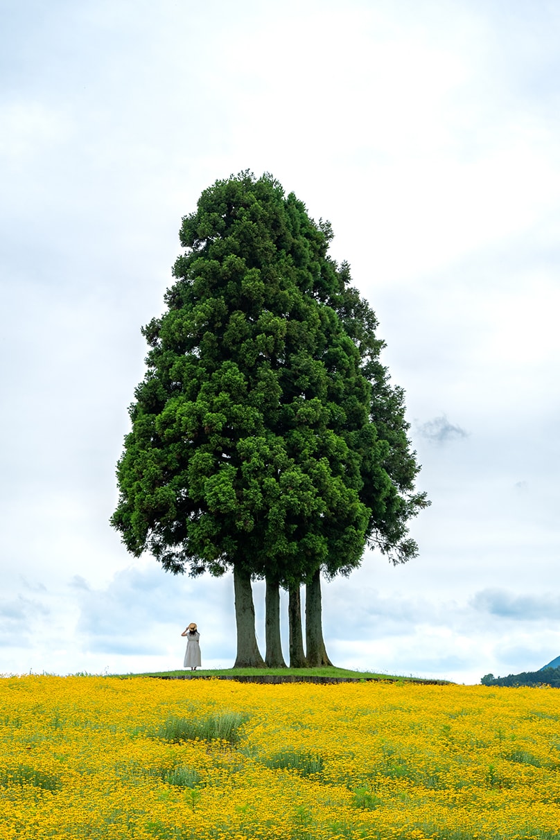 NAMIKO×NIKKOR Z 70-180mm f/2.8作品